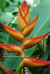 Heliconia imbricata x latispatha 'Jos Abalo'